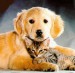cat-and-dog[1]