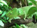 chameleon-obrovsky_lhq48sx